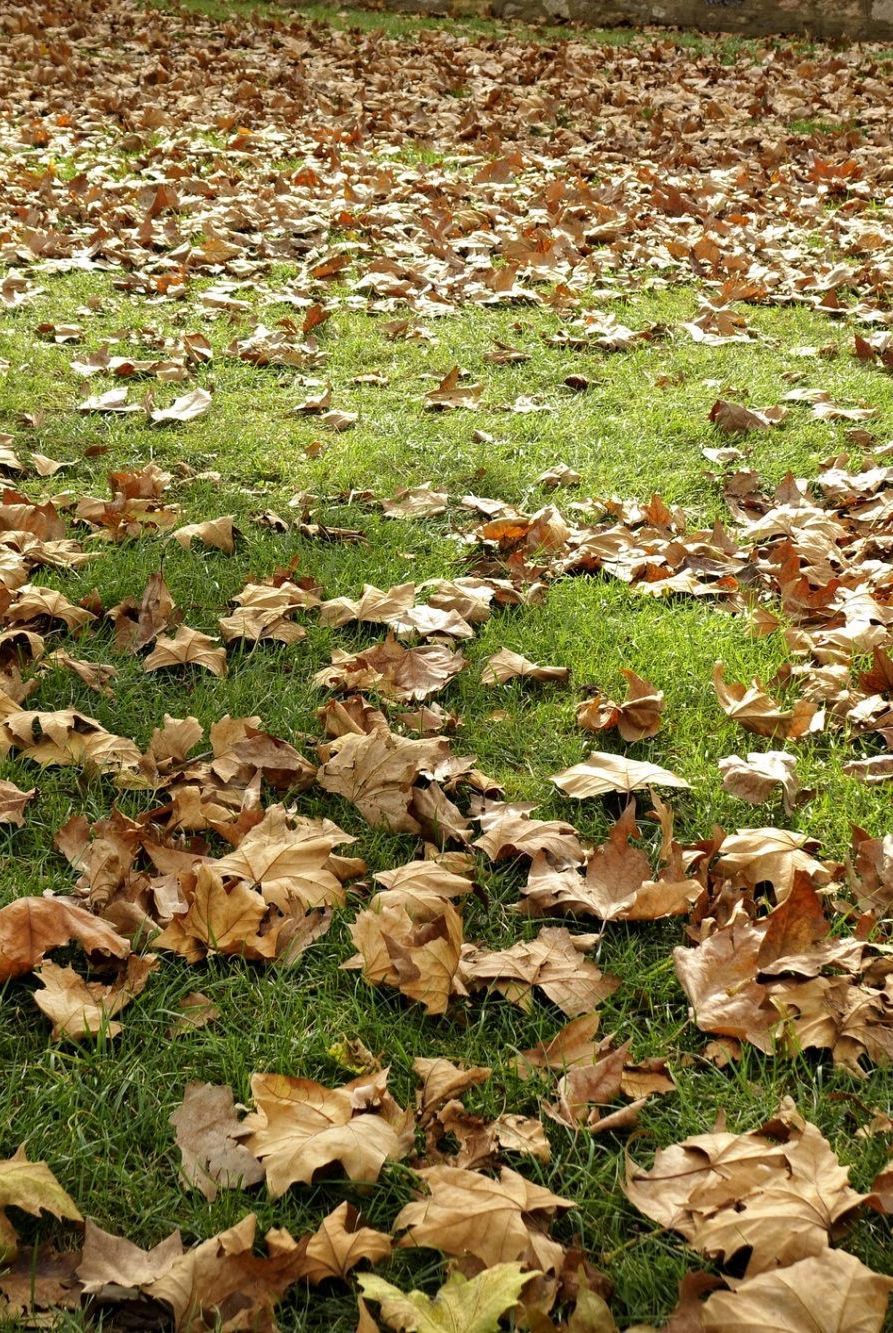 Fall Lawn Care: 5 Tips to Keep Your Yard Healthy This September 🍂