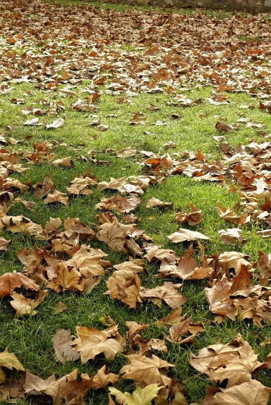 Fall Lawn Care: 5 Tips to Keep Your Yard Healthy This September 🍂