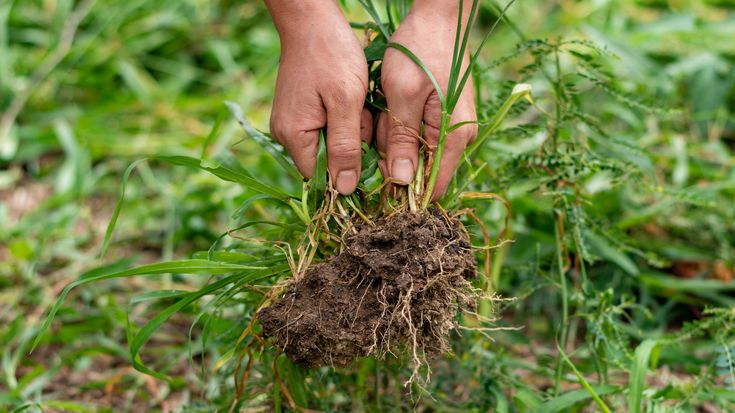 September Weed Watch: How to Stop Weeds Before They Take Over 🌱