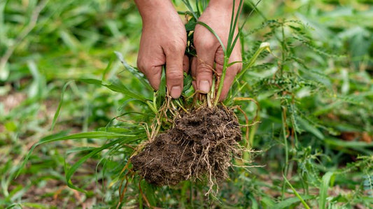 September Weed Watch: How to Stop Weeds Before They Take Over 🌱